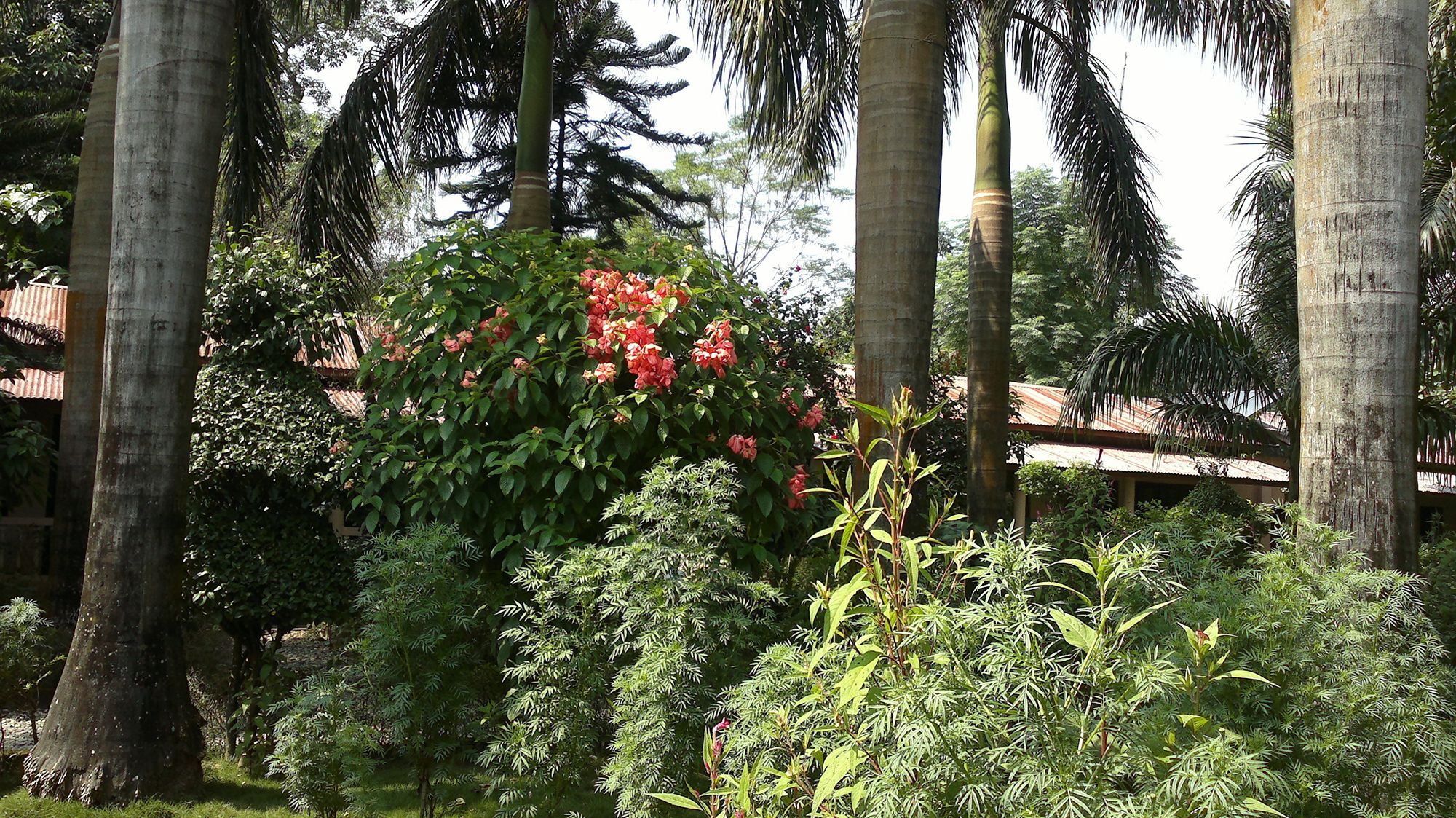 Hotel Ama Garden Sauraha Exteriér fotografie